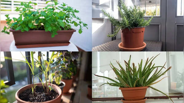 5 medicinal herbs you can grow in balcony