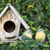 Install nesting boxes for birds