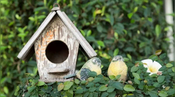 Install nesting boxes for birds