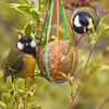 Maintain natural areas in the garden