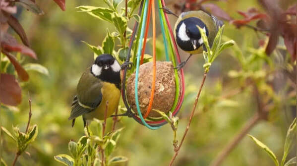 Maintain natural areas in the garden