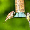 Install bird feeders with proper foods