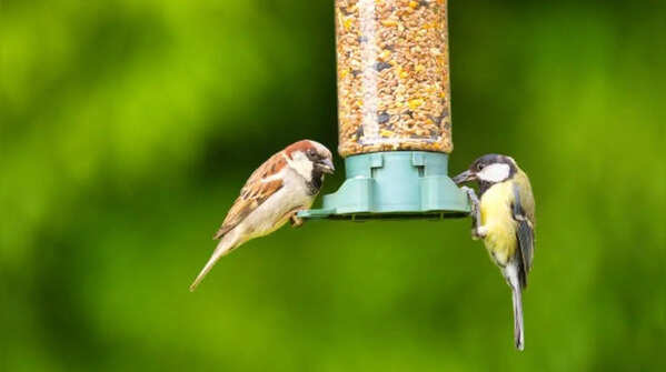 Install bird feeders with proper foods