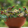 Plant native vegetation