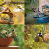 7 things you must do in your garden in order to attract garden birds