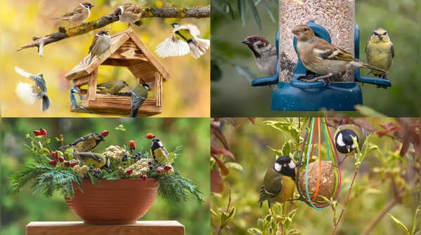7 things you must do in your garden in order to attract garden birds