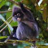Phayre's langur