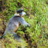 Capped langur