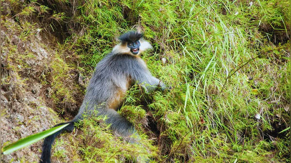 Capped langur