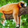 Golden langur