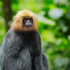 Nilgiri langur