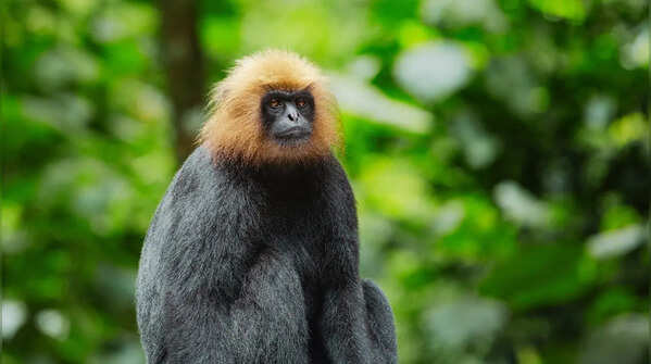 Nilgiri langur