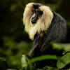Lion-tailed macaque