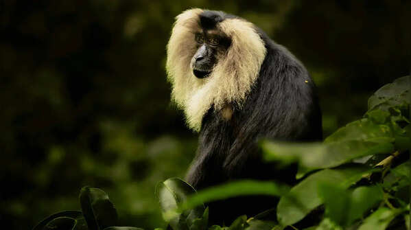 Lion-tailed macaque