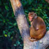 Rhesus macaque