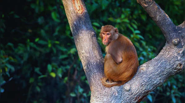 Rhesus macaque