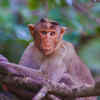 Bonnet macaque
