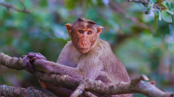 Bonnet macaque