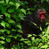 Stump-tailed macaque