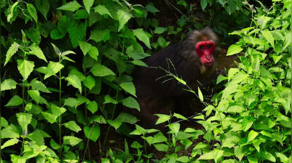Stump-tailed macaque