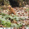 Arunachal macaque