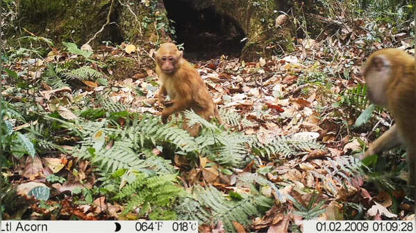 Arunachal macaque