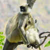 Hanuman langur