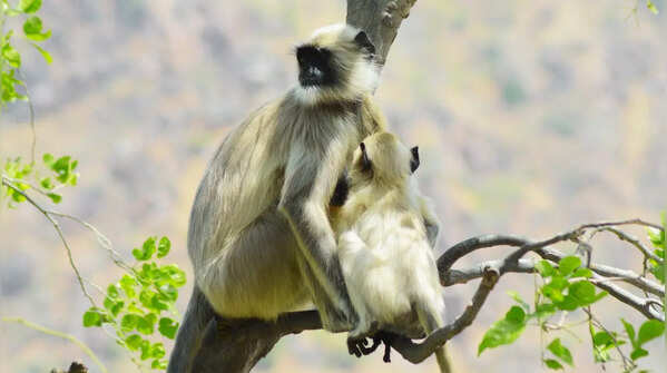 Hanuman langur