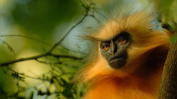From India's newest discovery to iconic: 10 monkey species found in India, and forests where travellers can spot them