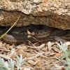 Their preferred habitats are as follows: