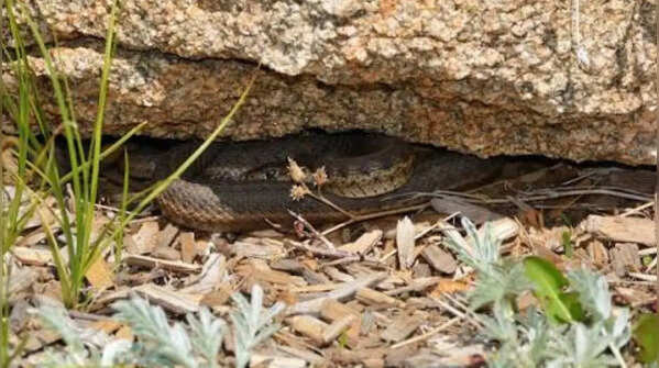 Their preferred habitats are as follows:
