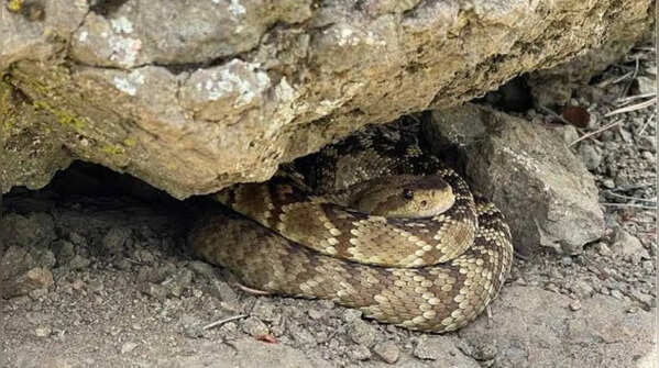 Human-made hiding spots