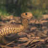 Why eastern brown snakes are often seen around houses