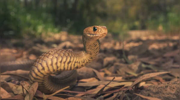 Why eastern brown snakes are often seen around houses