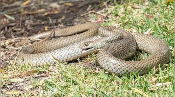 Reasons why Eastern Browns hide