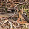 Natural hiding sites