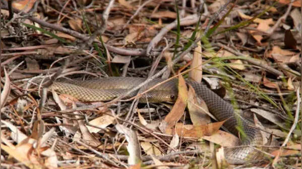 Natural hiding sites