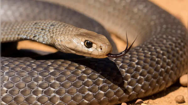 Eastern Brown snake’s favourite hiding places: Here's where one of Australia's most venomous snakes prefers to stay concealed around homes, gardens and everyday human spaces