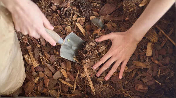 Compost leaves for better soil