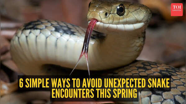Practical ways to avoid unexpected snake encounters