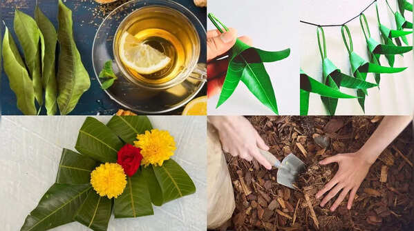 Mango leaves aren’t just waste: 6 smart, sustainable and surprisingly useful ways to reuse them around the house instead of throwing them away