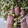 Sprouted moong