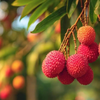 Article image for: Boost for litchi exports! Assam’s GI-tagged Tezpur litchi reaches Dubai, Singapore in first shipment