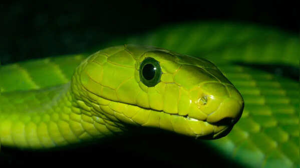 Jameson's Mamba