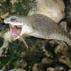 Boomslang