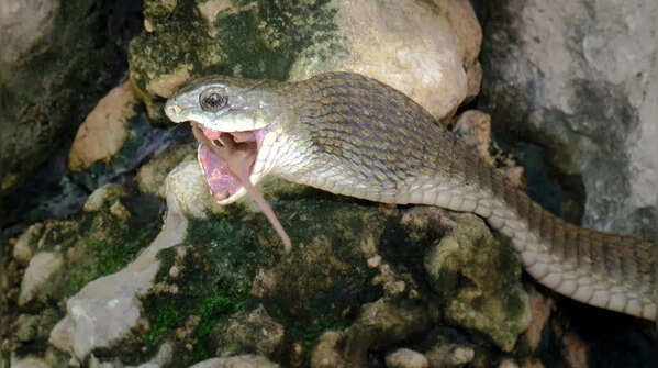Boomslang