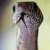 Black Mamba
