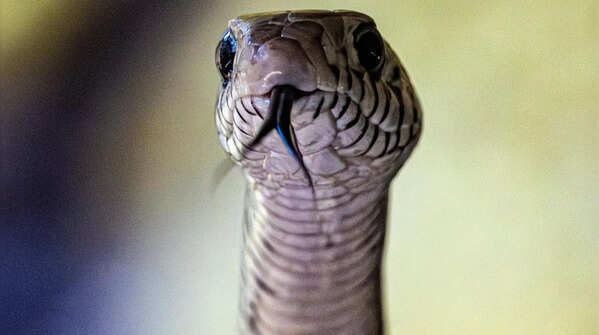 Black Mamba