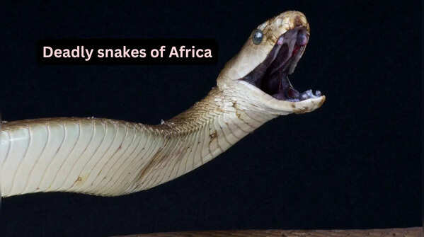 5 venomous snakes you’ll only find in Africa and where to spot them