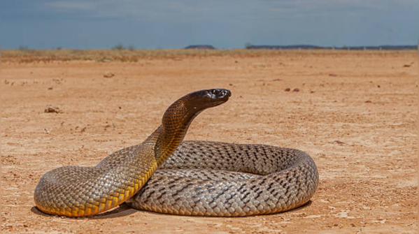The beautiful adaption skill of the world’s venomous snake